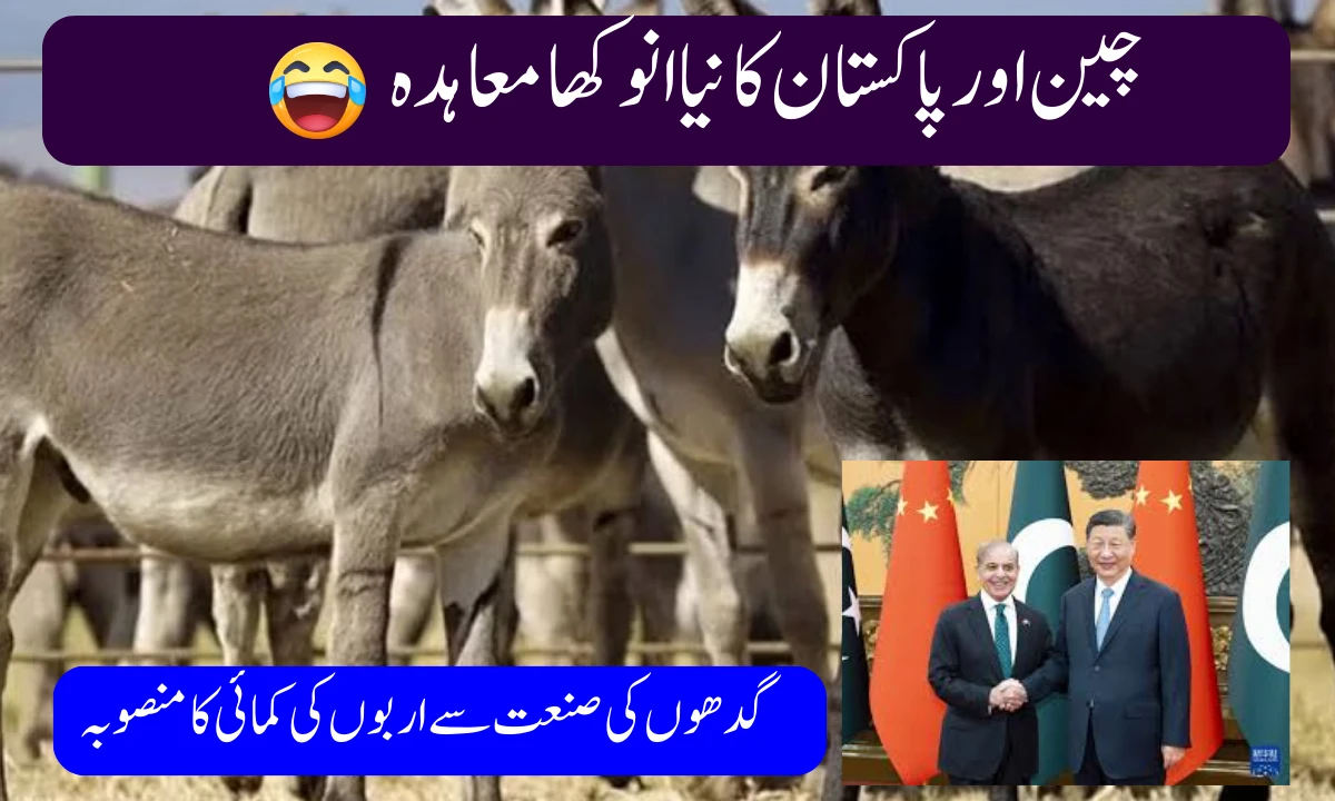 China-Pakistan Donkey Industry Push Promises Billions in Rural Development