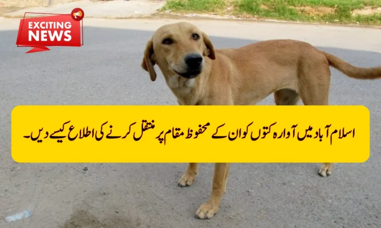 How to Report Stray Dogs for Their Safe Relocation in Islamabad